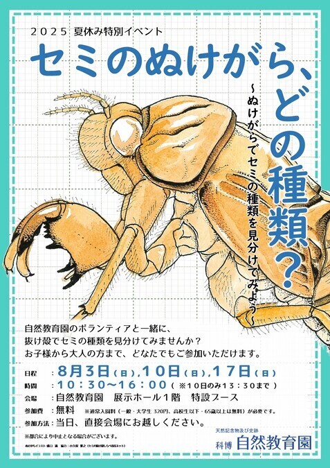 セミのぬけがら、どの種類？