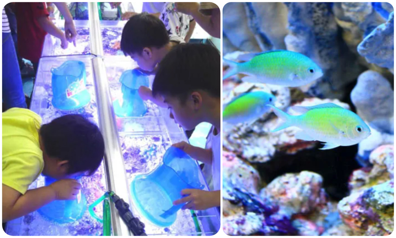 ダイバー体験＆移動水族館がやってくる