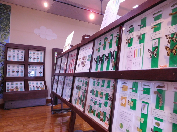 企画展示「いもむし・けむし展」