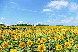第39回ひまわりまつり