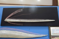 「約200魚種のはく製と標本が大集合！　国営アルプスあづみの公園で「魚魚展」が初開催」の写真