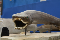 「約200魚種のはく製と標本が大集合！　国営アルプスあづみの公園で「魚魚展」が初開催」の写真