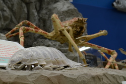 「約200魚種のはく製と標本が大集合！　国営アルプスあづみの公園で「魚魚展」が初開催」の写真