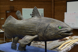 「約200魚種のはく製と標本が大集合！　国営アルプスあづみの公園で「魚魚展」が初開催」の写真