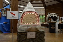 「約200魚種のはく製と標本が大集合！　国営アルプスあづみの公園で「魚魚展」が初開催」の写真