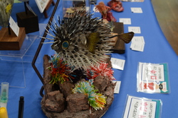 「約200魚種のはく製と標本が大集合！　国営アルプスあづみの公園で「魚魚展」が初開催」の写真