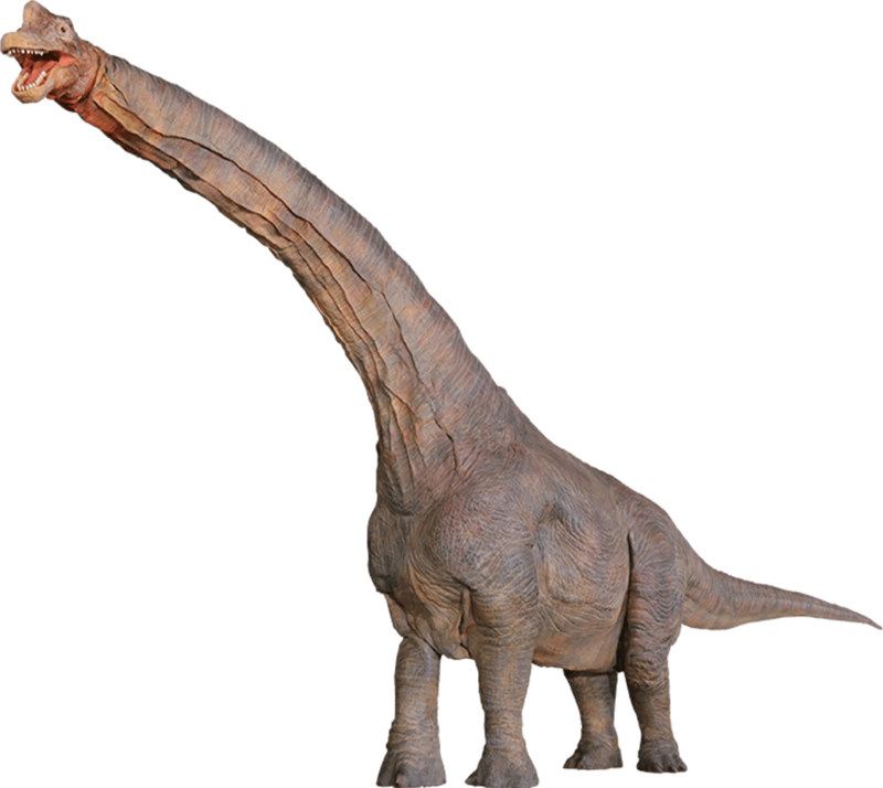 ブラキオサウルス（全長13.0m）