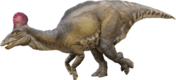 コリトサウルス（全長5.6m）