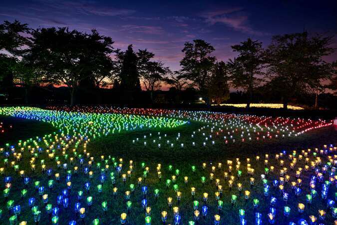 オヂヤホタル illumination