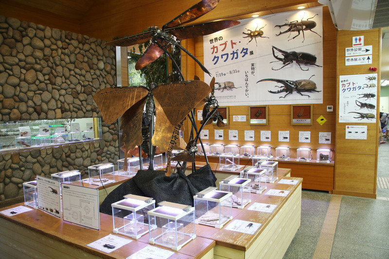 世界のカブト・クワガタ展