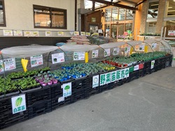 「宮城石巻グリーンサムで親子向けやさいウィーク開催！　タネまき体験や野菜詰め放題も」の写真