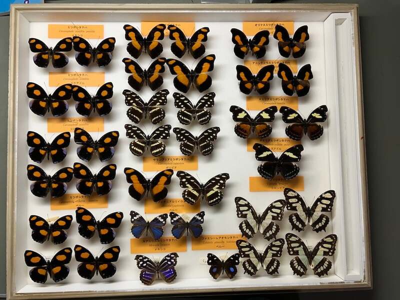 チョウの仲間の乾燥標本