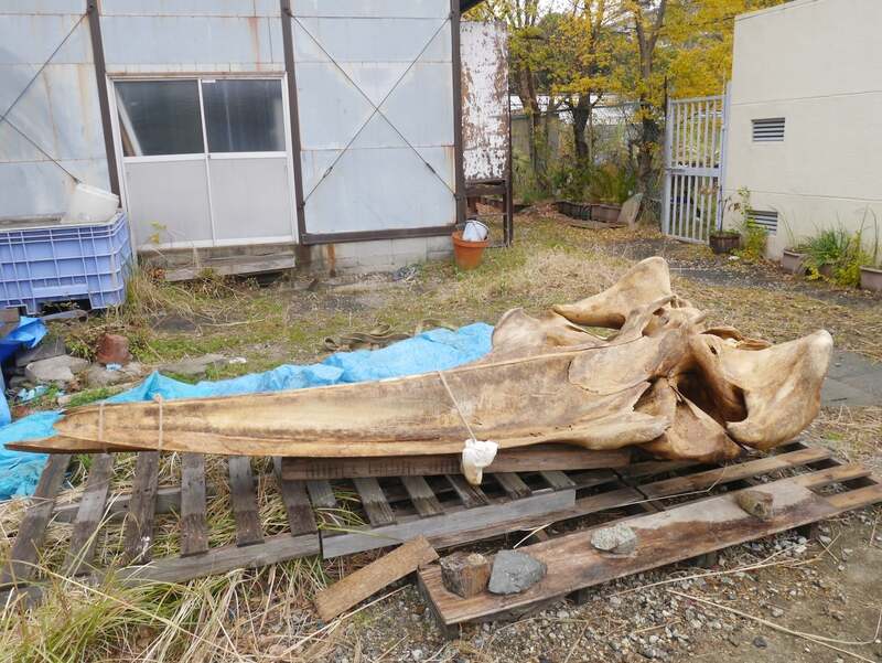 ニタリクジラの頭骨