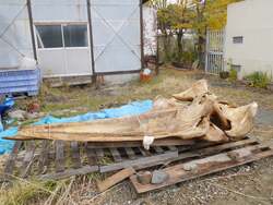 ニタリクジラの頭骨