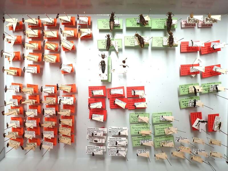ハネカクシ科を中心に研究された林靖彦氏の約7万点の甲虫コレクション