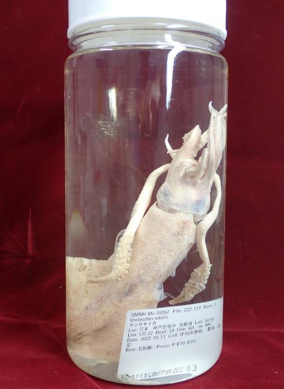 ケンサキイカの液浸標本