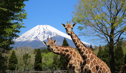 「【全国】2025年8月＆夏休みに楽しめる「夜の動物園＆ナイトサファリ」15選」の写真