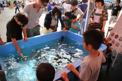 「福井県最大級の港町で「越前さかなまつり」が開催！　鮮魚競り体験や魚のつかみ取りも」の写真