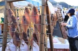 「福井県最大級の港町で「越前さかなまつり」が開催！　鮮魚競り体験や魚のつかみ取りも」の写真