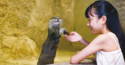 「沖縄県豊見城市DMMかりゆし水族館で県民半額チケット期間延長！　新コンテンツも開始」の写真