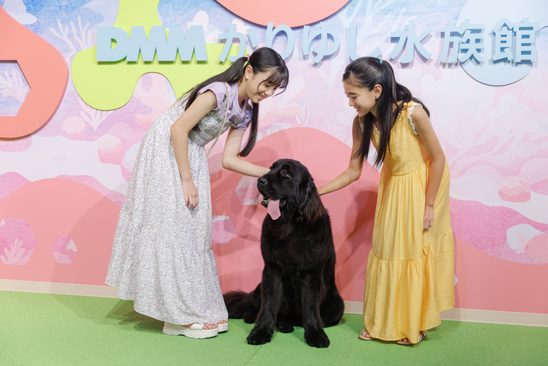 ニューファンドランドの「ゴマ」