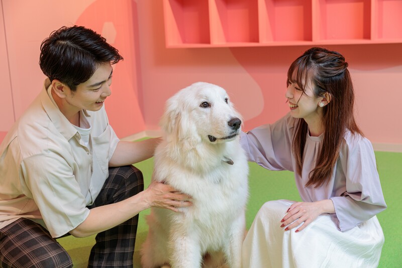 グレート・ピレニーズの「モチ」