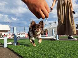 「札幌で道内最大級のキャンピングカーの祭典！愛犬と参加できるドッグフェスも同時開催」の写真