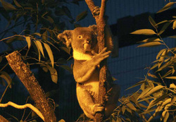 夜の動物は日中と一味違います♪