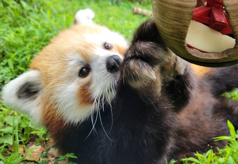 エントランス入ってすぐの場所では、かわいらしいレッサーパンダがお出迎え
