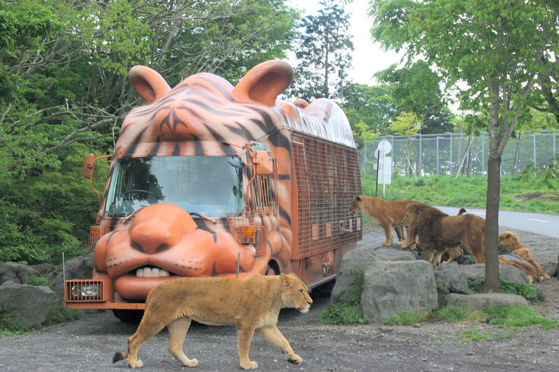 金網張りのバスに乗って動物に大接近！