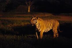 「【全国】2025年9月も楽しめる「夜の動物園＆ナイトサファリ」7選　おでかけの注意点も」の写真