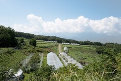 GREENCOLLAR山梨農園