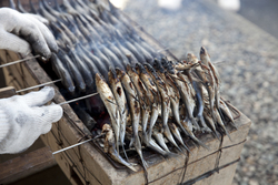 「福岡の舞鶴公園で「あご祭り」が開催！焼きあご無料提供　茶碗作りなど体験ブースも　」の写真