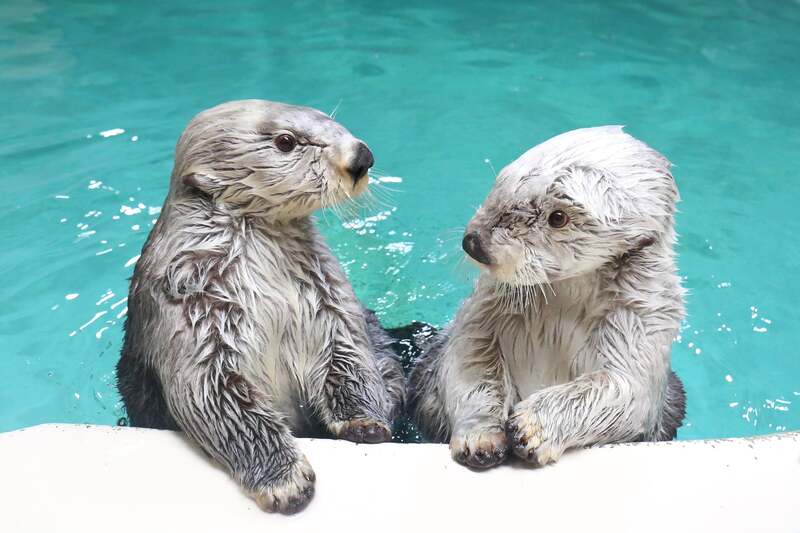 画像提供＝鳥羽水族館