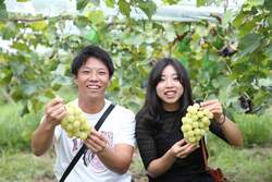 「岡山の農園でシャインマスカット食べ放題と桃・梨が楽しめる秋のフルーツ大満喫コース」の写真