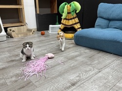 「【前橋周辺】9月6日・7日の今週末のおでかけにもおすすめ！人気スポットランキング」の写真