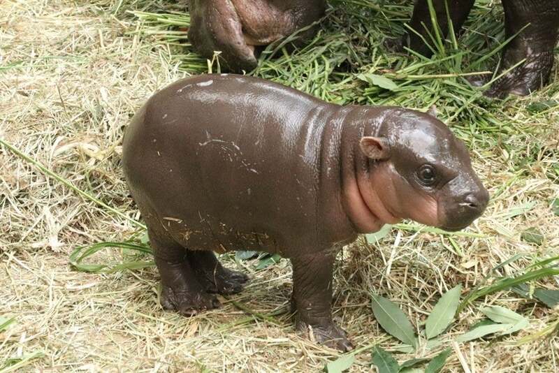 コビトカバの赤ちゃん「ウタ」