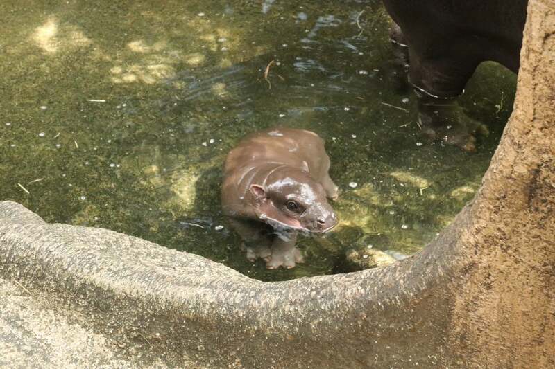 入水の様子