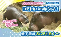 「兵庫・神戸どうぶつ王国で世界三大珍獣の赤ちゃんに会える！コビトカバの親子展示開始」の写真