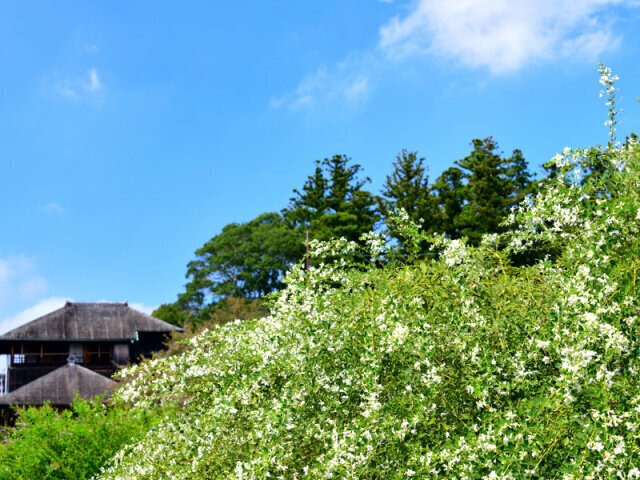 第58回水戸の萩まつり（偕楽園の萩）