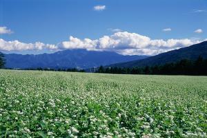 椛の湖そばの花まつり2025 in月の市｜中津川市観光課