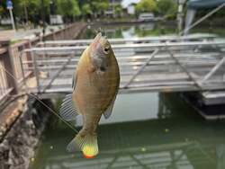 「静岡市で葵船に乗って外来魚釣り！　親子で環境問題を学べる特別イベント開催」の写真