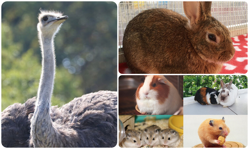 ダチョウがやってくる！＆動物ふれあい広場（画像はイメージです）