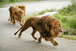 ライオンが目の前を横切ることも！