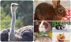 ダチョウがやってくる！＆動物ふれあい広場