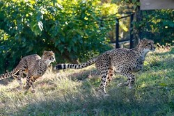 園内を自由に動き回る動物たちをマイカーから観察しましょう！