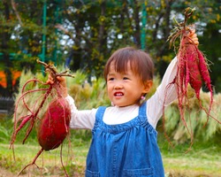 「埼玉県の「むさしの村」でさつまいも掘り大特価イベント開催　豪華景品くじ付きでお得」の写真