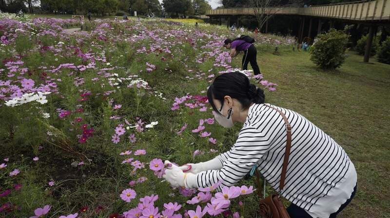 コスモスの花がら摘み