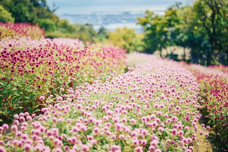 センニチコウ／7月下旬〜11月中旬