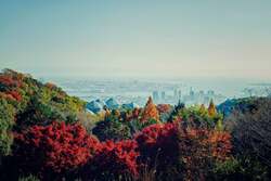 布引の紅葉／11月上旬〜12月上旬　※2025年は「紅葉ライトアップ」を開催